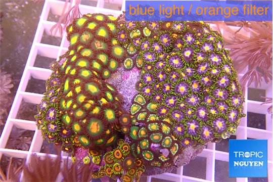 Zoanthus garden mix color 8-12 cm WYSIWYG acclimaté