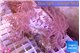 Xenia long polyps 7-10 cm WYSIWYG acclimaté