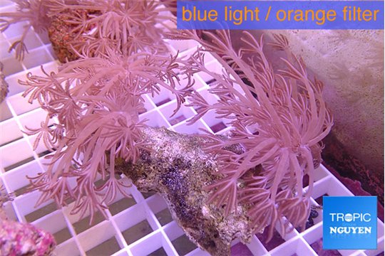 Xenia long polyps 7-10 cm WYSIWYG acclimaté