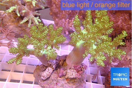 Capnella green 7-12 cm WYSIWYG acclimaté