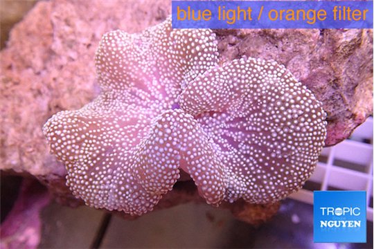 Stichodactyla cream 6-10 cm WYSIWYG acclimaté