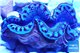 Tridacna maxima breeding blue 5-6 cm WYSIWYG acclimaté