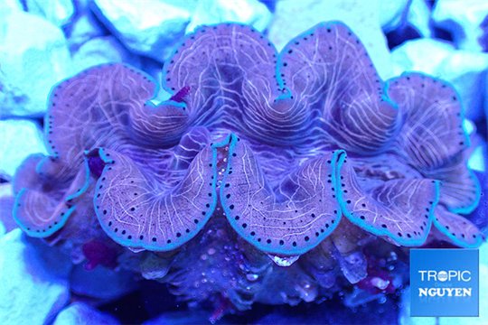 Tridacna squamosina breeding 5-6 cm WYSIWYG acclimaté