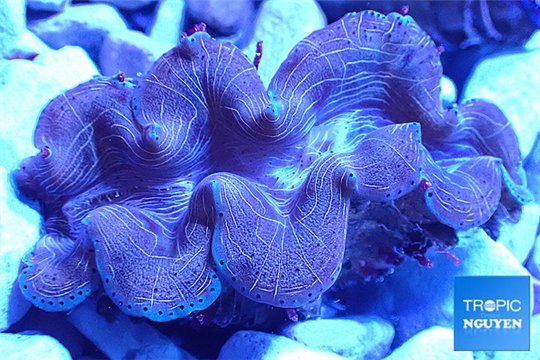 Tridacna squamosina breeding 5-6 cm WYSIWYG acclimaté