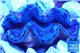 Tridacna maxima breeding blue 5-6 cm WYSIWYG acclimaté