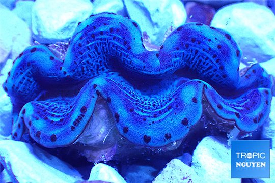 Tridacna maxima breeding blue 5-6 cm WYSIWYG acclimaté