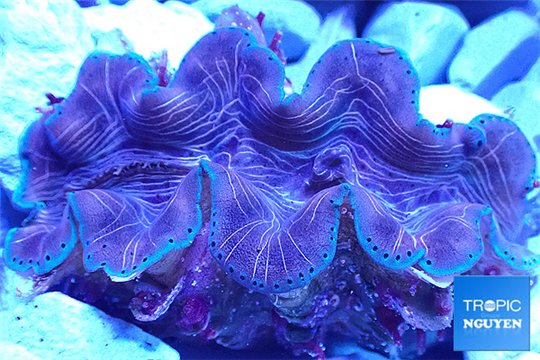 Tridacna squamosina breeding 5-6 cm WYSIWYG acclimaté