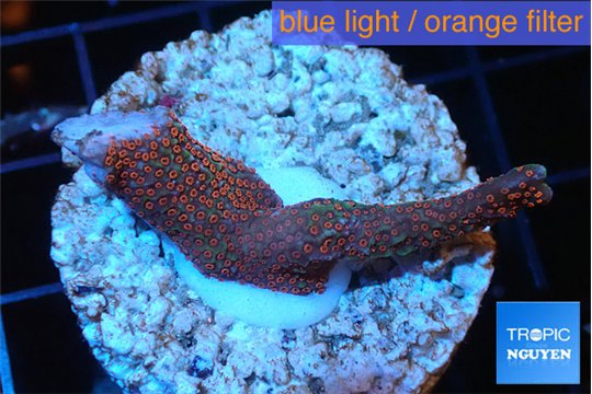 Montipora digitata red 2-3 cm WYSIWYG acclimaté