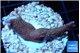 Montipora digitata red 2-3 cm WYSIWYG acclimaté