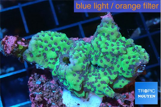 Montipora & purple polyps 3-5 cm WYSIWYG acclimaté