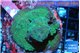 Acropora green 6-8 cm WYSIWYG acclimaté