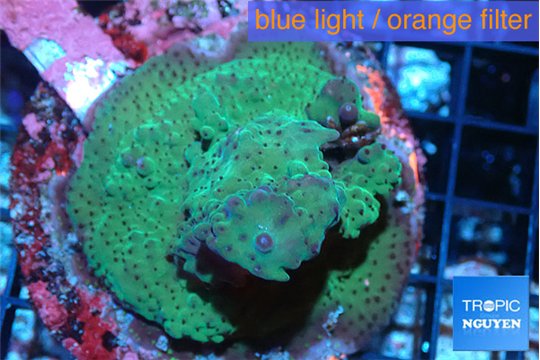 Acropora green 6-8 cm WYSIWYG acclimaté