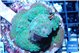 Acropora green 6-8 cm WYSIWYG acclimaté