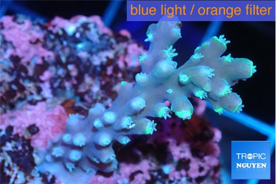 Acropora joker 2-4 cm WYSIWYG acclimaté