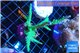 Acropora green & purple tip 7-9 cm WYSIWYG acclimaté