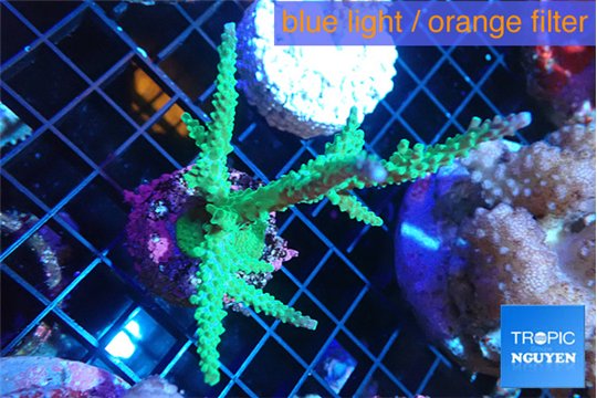 Acropora green & purple tip 7-9 cm WYSIWYG acclimaté