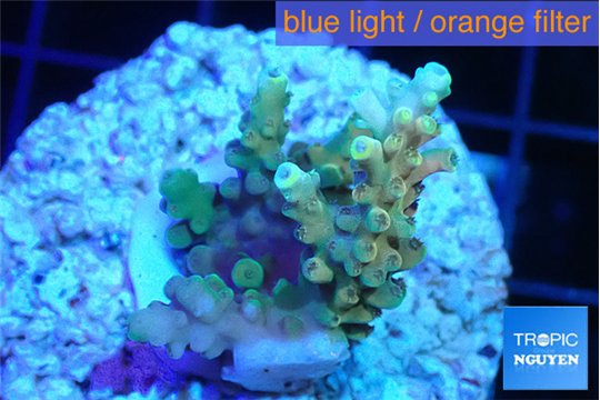 Acropora microclados gold tip 2-3 cm WYSIWYG acclimaté
