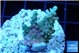 Acropora microclados gold tip 2-3 cm WYSIWYG acclimaté