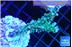 Acropora joker 4-5 cm WYSIWYG acclimaté