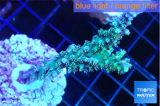 Acropora joker 4-5 cm WYSIWYG acclimaté