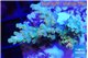 Acropora microclados gold tip 2-3 cm WYSIWYG acclimaté