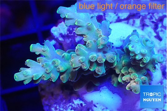 Acropora microclados gold tip 2-3 cm WYSIWYG acclimaté