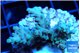 Acropora microclados gold tip 2-3 cm WYSIWYG acclimaté