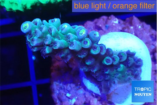 Acropora Walt Disney 2-4 cm WYSIWYG acclimaté