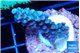 Acropora Walt Disney 2-4 cm WYSIWYG acclimaté