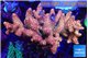 Acropora mango 7-12 cm WYSIWYG acclimaté