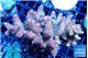 Acropora mango 7-12 cm WYSIWYG acclimaté
