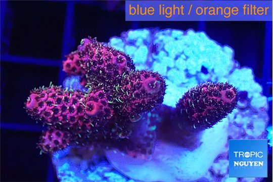 Acropora hyacinthus pink 2-4 cm WYSIWYG acclimaté