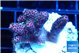 Acropora hyacinthus pink 2-4 cm WYSIWYG acclimaté