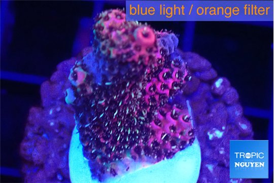 Acropora hyacinthus pink 2-4 cm WYSIWYG acclimaté