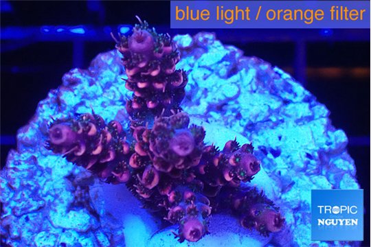 Acropora hyacinthus pink 2-4 cm WYSIWYG acclimaté