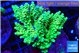 Acropora tenuis green & blue tip 7-11 cm WYSIWYG acclimaté