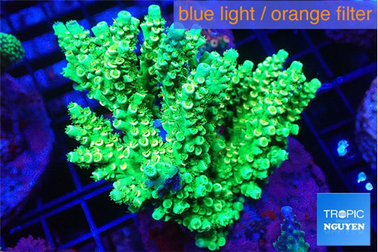 Acropora tenuis green & blue tip 7-11 cm WYSIWYG acclimaté