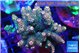 Acropora mango 7-12 cm WYSIWYG acclimaté
