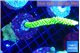 Acropora neon green + Discosoma green & blue spot 5-7 cm WYSIWYG acclimaté