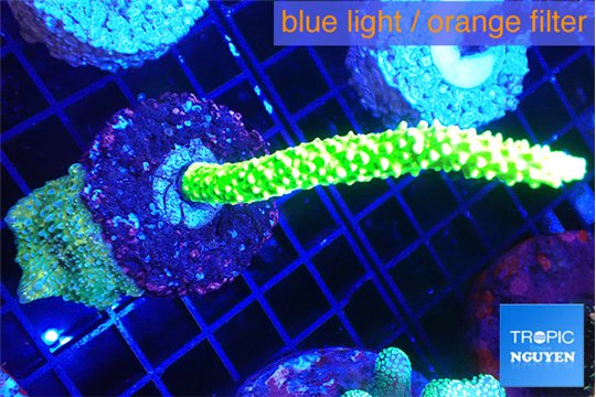 Acropora neon green + Discosoma green & blue spot 5-7 cm WYSIWYG acclimaté