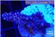 Acropora Walt Disney 2-4 cm WYSIWYG acclimaté