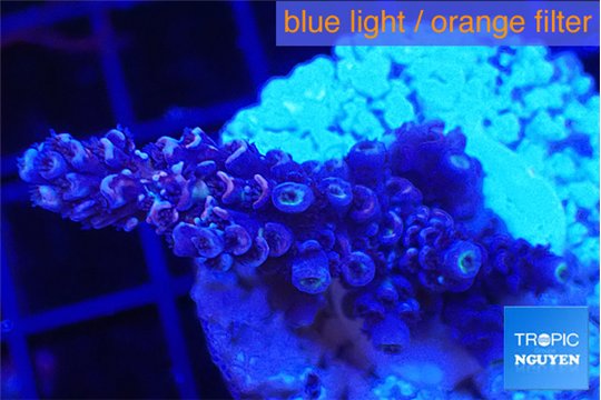 Acropora Walt Disney 2-4 cm WYSIWYG acclimaté