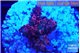 Acropora hyacinthus pink 2-3 cm WYSIWYG acclimaté