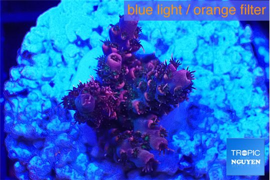 Acropora hyacinthus pink 2-3 cm WYSIWYG acclimaté