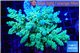 Acropora tenuis green & blue tip 7-12 cm WYSIWYG acclimaté