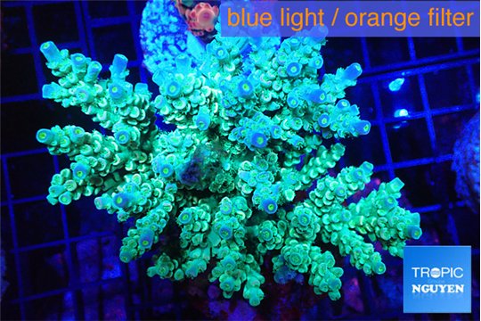 Acropora tenuis green & blue tip 7-12 cm WYSIWYG acclimaté