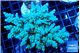 Acropora tenuis green & blue tip 7-12 cm WYSIWYG acclimaté