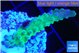 Acropora green & purple tip 3-5 cm WYSIWYG acclimaté