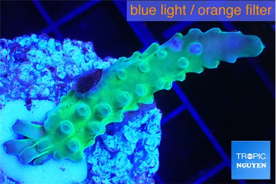 Acropora green & purple tip 3-5 cm WYSIWYG acclimaté