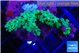 Acropora green 4-6 cm WYSIWYG acclimaté